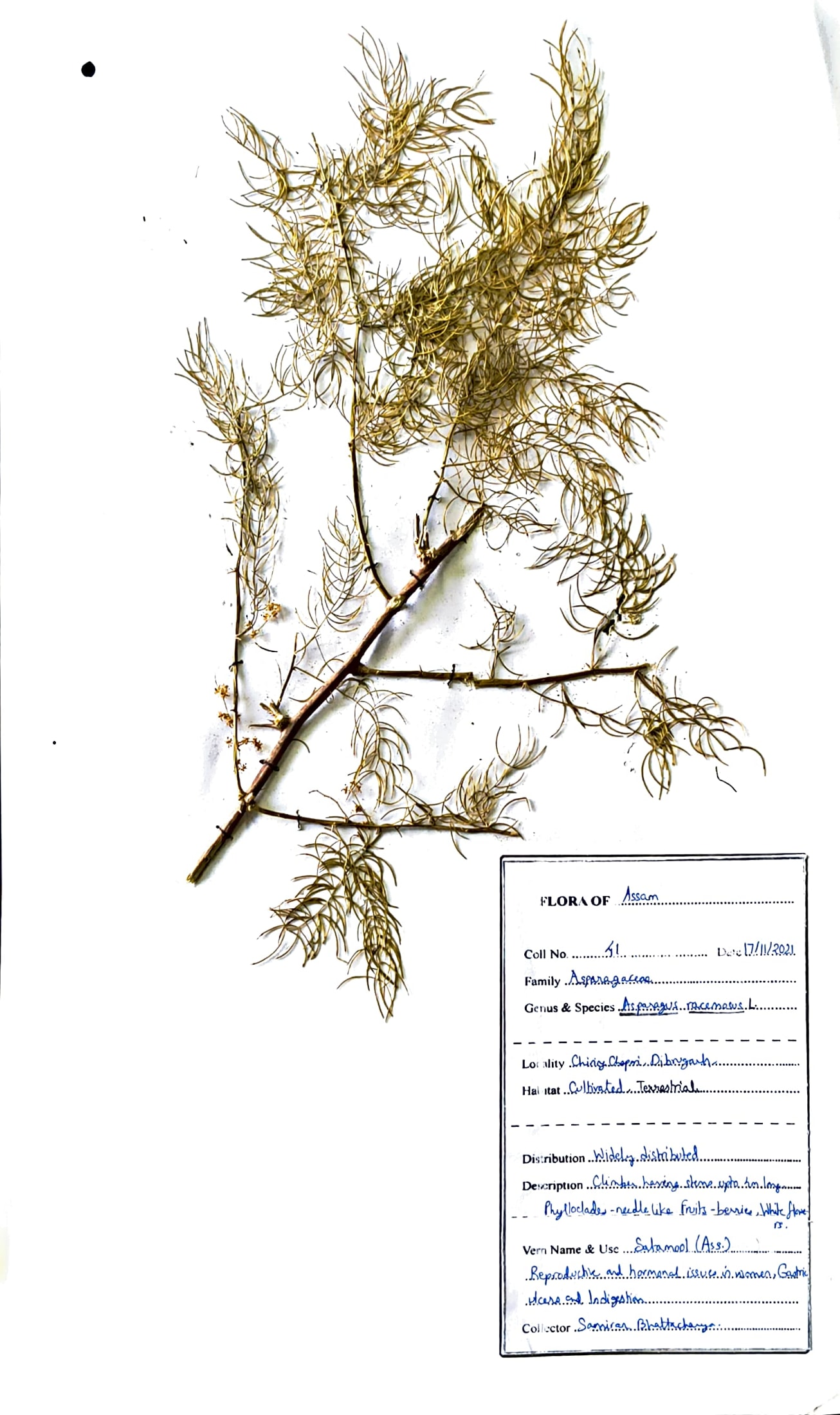 Satmol (Ass.) (Herbarium)